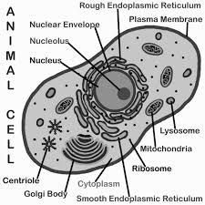 Entdecke rezepte, einrichtungsideen, stilinterpretationen und andere ideen zum ausprobieren. Cell Membrane Plant Cell Colour Wallpaper Site