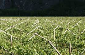 Potatura vite a pergola semplice: La Potatura Della Vite A Pergola Potatura Come Potare La Vite A Pergola