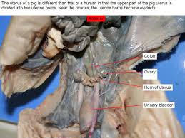 Reading Fetal Pig Dissection Biology Ii Laboratory Manual