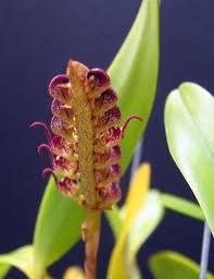 Image result for Bulbophyllum scaberulum