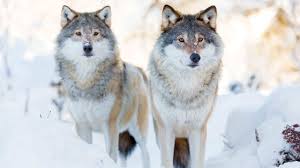 American heritage® dictionary of the english language, fifth. Wolf Pups Killed On Road Became Used To Humans Officials Say Cowboy State Daily