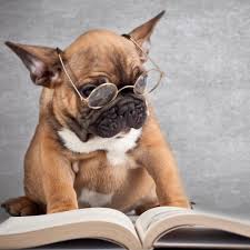 sobachi mysli sobachi mysli po rezultatam mnozhestva issledovanij i eksperimentov dokazano chto golovy sobak chasto poseshayut tak animals bulldog french bulldog