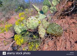 Palo duro canyon has been compared to the grand canyon by some people. Texas Fruit Cactus Stockfotos Und Bilder Kaufen Alamy