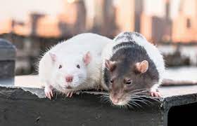 315 Pet Rat Names Lovetoknow