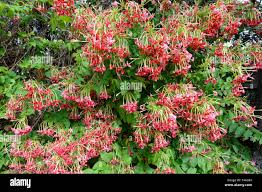 Image result for Combretum indicum