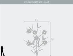 Maybe you would like to learn more about one of these? Buy Jasmine Jasminum Stephanense