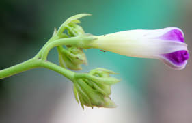 Image result for Ipomoea parasitica