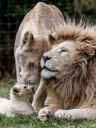 Rare Quintuplet White Lion Cubs Play In Their Enclosure Animals Majestic Animals Animals Beautiful