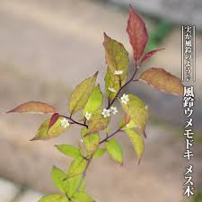 苗木部