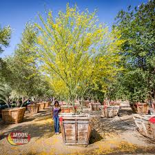 Use this tree to cast light shade on patios and porches. Pin By Moon Valley Nurseries On Gardens Desert Landscaping Landscape Trees Desert Trees