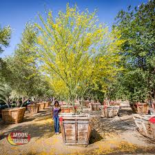 Desert museum palo verde root system. Pin By Daisy Jung On Gardens Desert Landscaping Landscape Trees Desert Trees