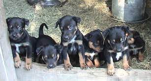 Gear up for any terrain. Australian Kelpie Info Puppies Mix Temperament Pictures