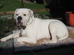 The original real american bulldog. My American Bulldog Needs A New Home Adventure Rider