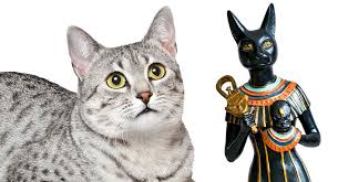 And soon everyone fell in love. Egyptian Cat Names 300 Fantastic Names Inspired By Egypt