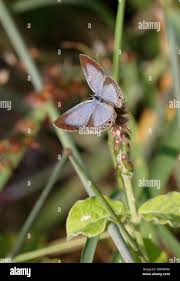 animal animals butterfly butterflies insect insects invertebrate  invertebrates arthropod arthropods cupid cupids asia asian Stock Photo -  Alamy