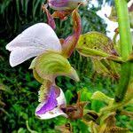 Image result for Eulophia horsfallii