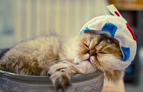 Including black, white, cool & funny names for female cats. 225 Popular Japanese Cat Names With Meanings Lovetoknow