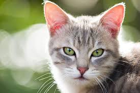 Fip will involve one or more systems of the cat's body, and it often infecta the abdomen, brain or kidney functions. New Drug May Mean That Fip Is No Longer A Death Sentence For Cats Ovsh