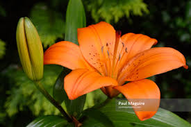 Stock photo - Orange tiger lily - Paul Maguire