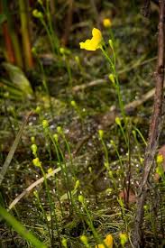 Image result for Utricularia gibba