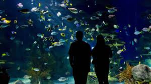 How Long Does It Take To Visit Ripley'S Aquarium Toronto