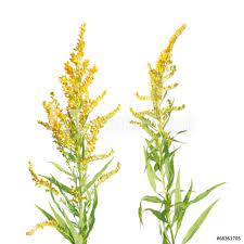 Ten Unexpected Ways Goldenrod Flower Tattoo Can Make Your Life Better Goldenrod Flower Flowers Goldenrod