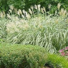 Miscanthus Sinensis Variegatus Google Search Perennials Shrubs Silver Grass