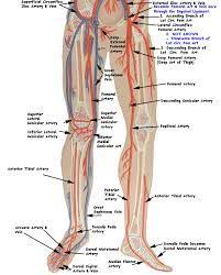Best Veins For Injection Related Keywords Suggestions
