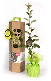 Hochzeitsbaum Ein Originelles Hochzeitsgeschenk Baum Hochzeit Geschenk Hochzeit Originelle Hochzeitsgeschenke