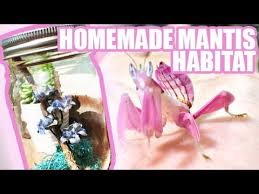 What is a praying mantis? How To Make A Homemade Praying Mantis Habitat Youtube