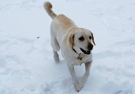 This same thing happened to me. Top Dog Labrador Retriever Remains America S Favorite Breed Pbs Newshour