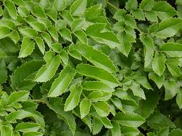 Image result for Grewia avellana