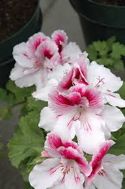 Martha was there beside her husband giving them soup, medicine and clothes she obtained from personal relief efforts. Geranium Elegance Bravo Martha Washington Geranium Beautiful Flowers Geraniums Amazing Flowers