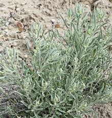 Image result for Atriplex