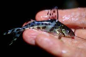 Pimelodus Pictus Pictus Cat Seriously Fish