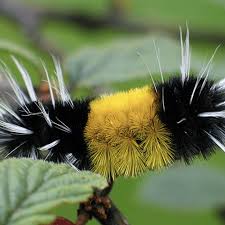 Furry Caterpillar Identification: 17 Common Species - Owlcation