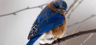 أنواع عصافير الزينة حياتك