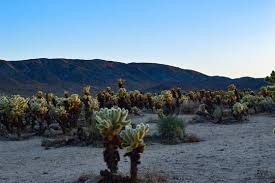 2020 top things to do in riverside county. 1 194 Best Cholla Cactus Images Stock Photos Vectors Adobe Stock