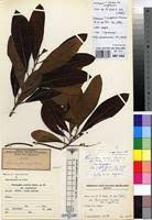 Image result for Terminalia trichopoda