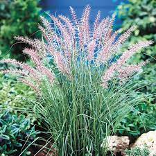 Check spelling or type a new query. Pennisetum Alopecuroides Karley Rose J Parker Dutch Bulbs