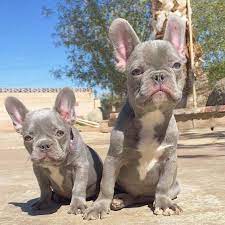 Lilac French Bulldog What Do You Need To Know French Bulldog Breed