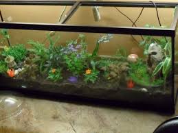 Fish Tank Terarium Fish Tank Terrarium Fish Tank Garden Large Backyard Landscaping
