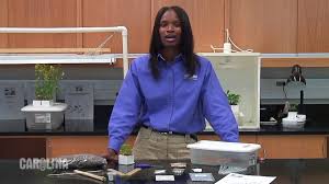 Planting And Growing Wisconsin Fast Plants Earth Science Wisconsin Phd Student