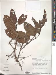 Image result for Pachylobus osika