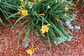 Stella de oro daylily red. Stella De Oro Daylily Care And Growing Guide