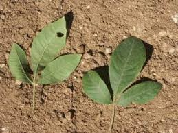 Image result for Searsia pyroides