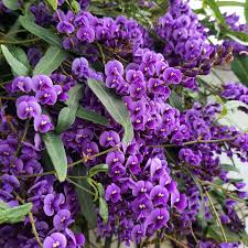 Image result for Hardenbergia comptoniana
