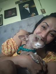 Missing white dog with brown patches in jacket