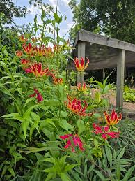 Image result for Gloriosa sessiliflora