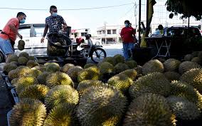 All kind of good durians. Freemalaysiatoday